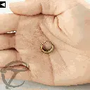 septumring.  022.webp