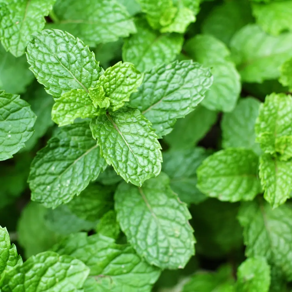 Mint.webp