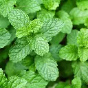 Mint.webp