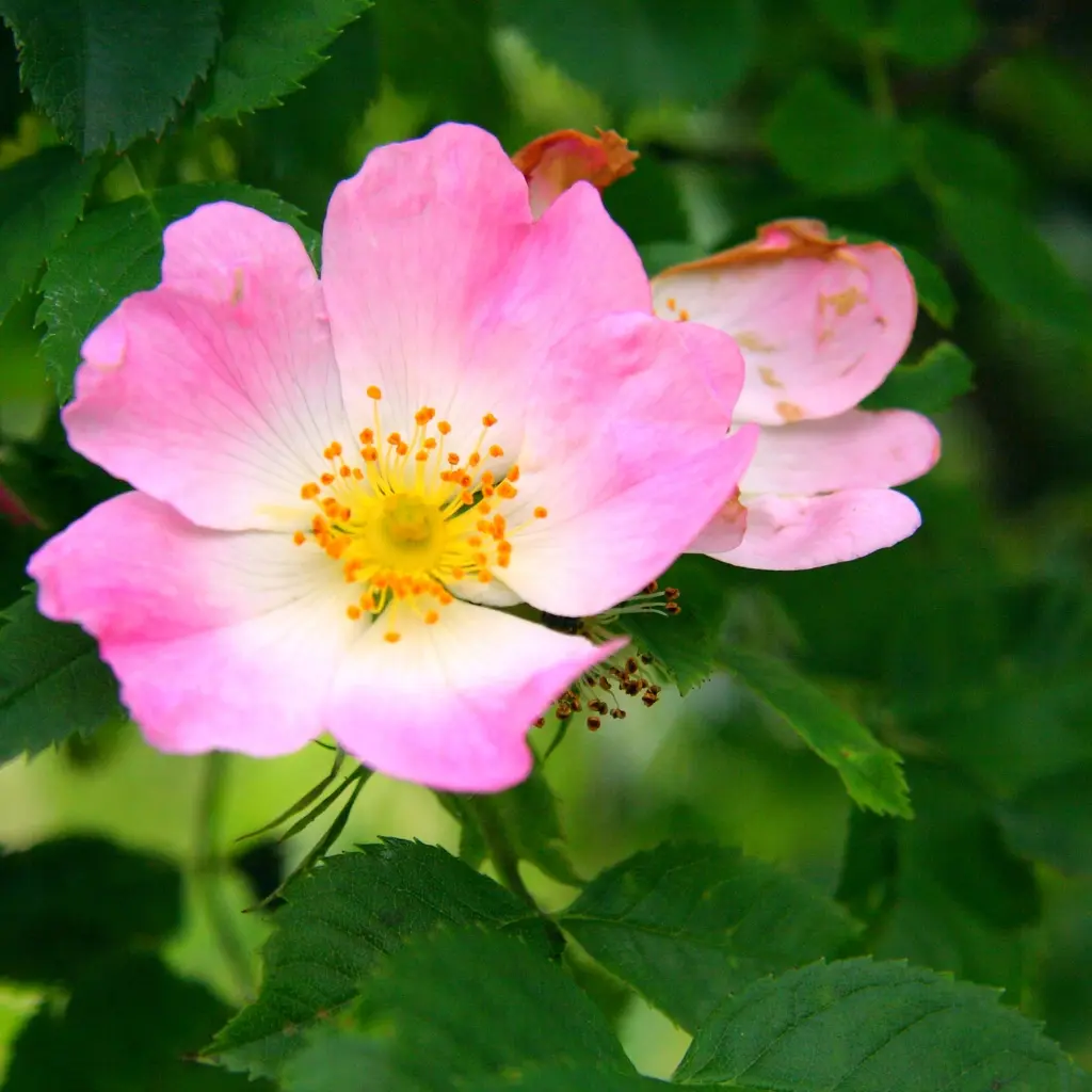 Wildrose.webp