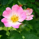 Wildrose.webp