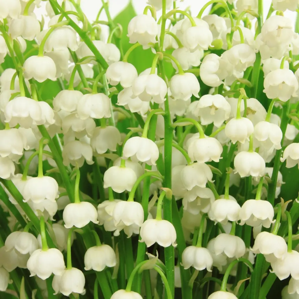 Lily of the Valley.webp