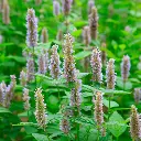 Tunisian Patchouli.webp