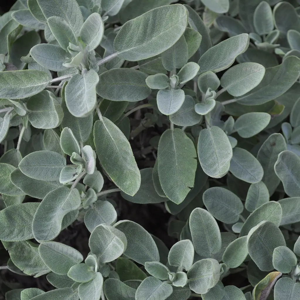 white sage.webp