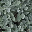 white sage.webp