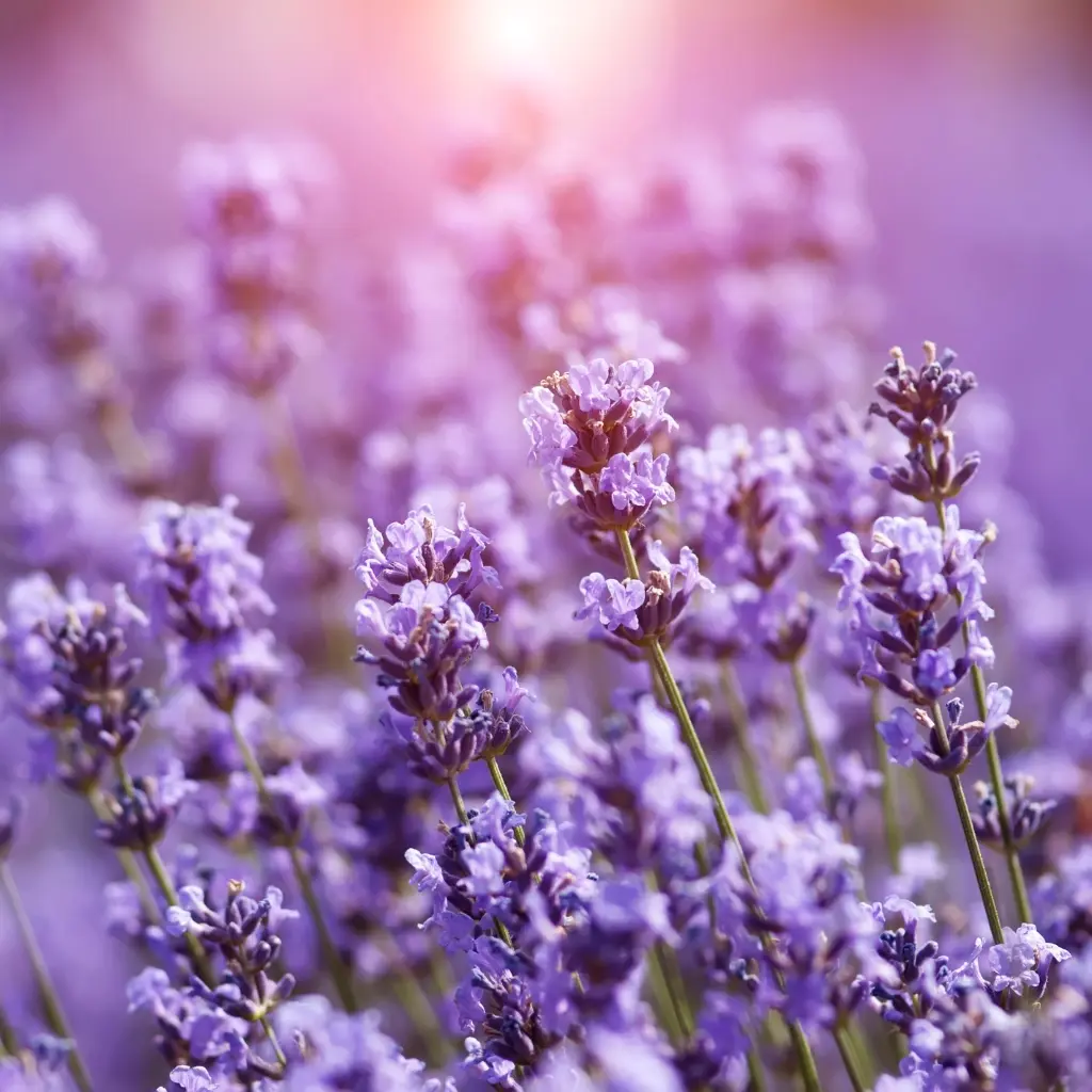 Lavender.webp