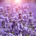 Lavender.webp